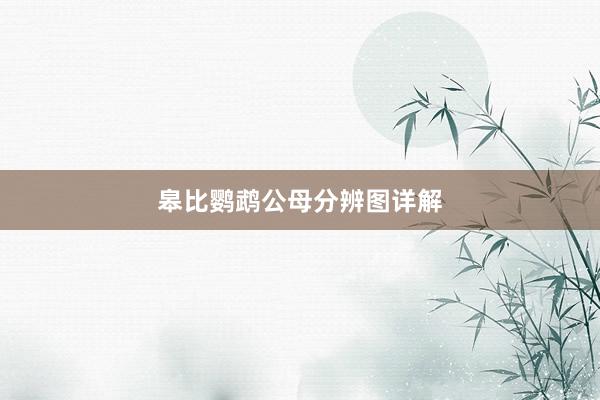 皋比鹦鹉公母分辨图详解